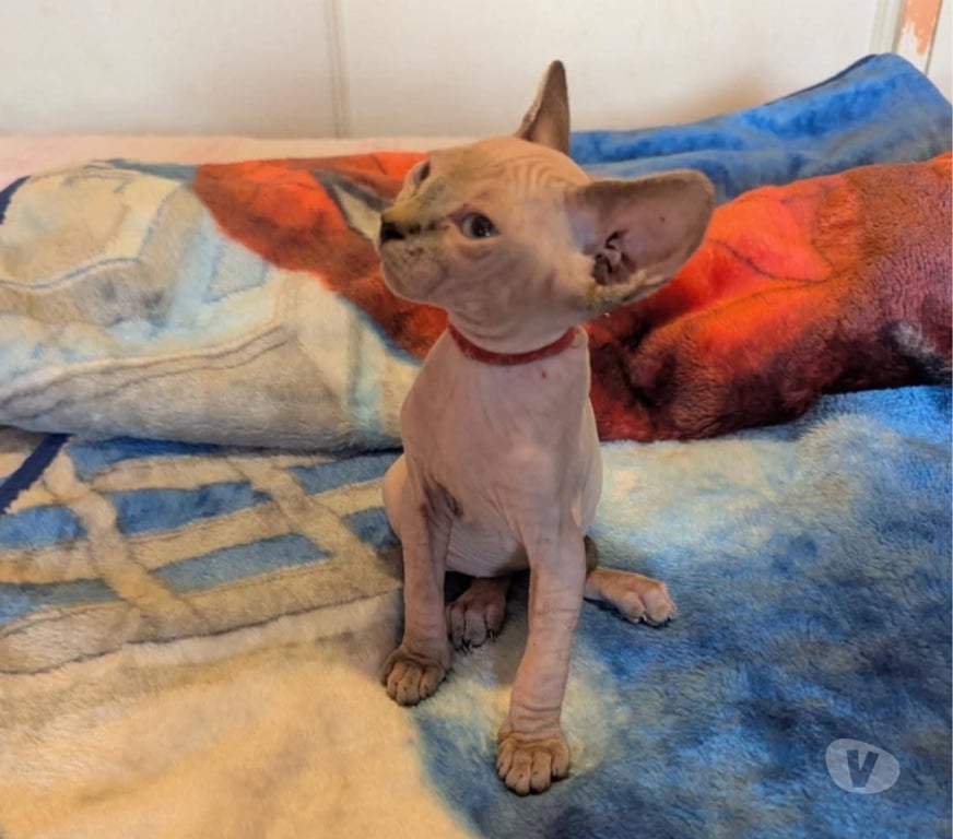 Vente Var La Seyne sur Mer - 83500 - Photos Vivastreet Chatons Sphinx Canadiens.