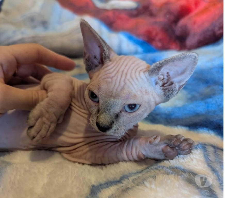 Vente Var La Seyne sur Mer - 83500 - Photos Vivastreet Chatons Sphinx Canadiens.