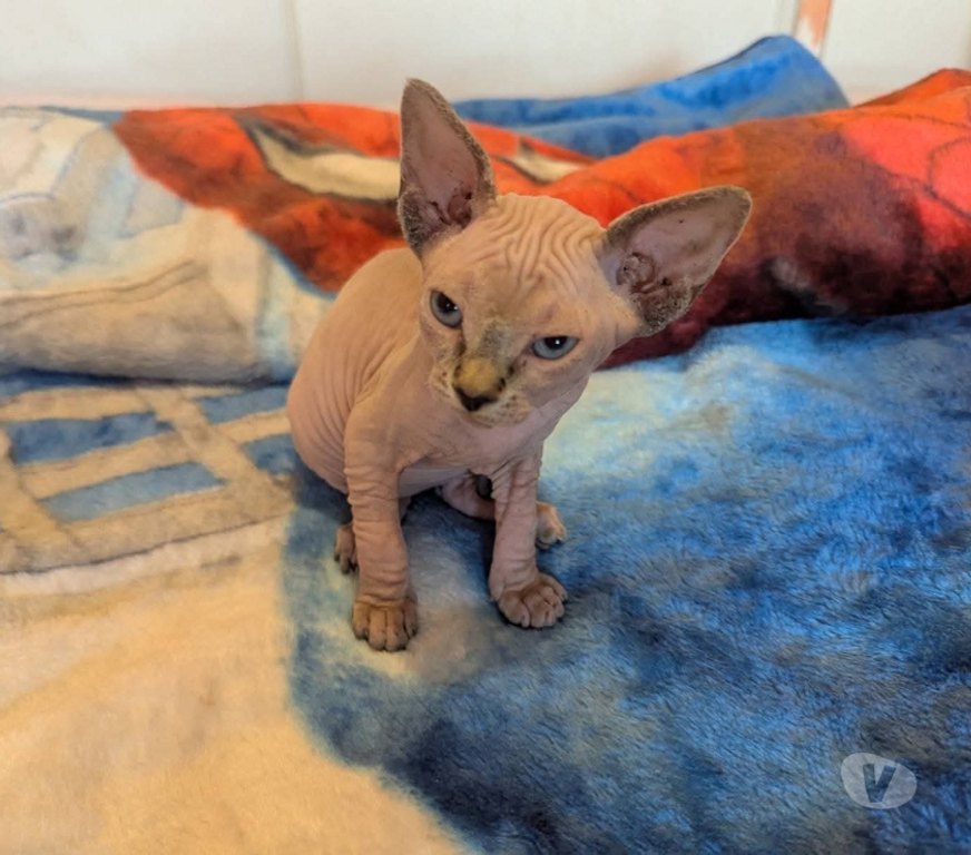 Vente Var La Seyne sur Mer - 83500 - Photos Vivastreet Chatons Sphinx Canadiens.