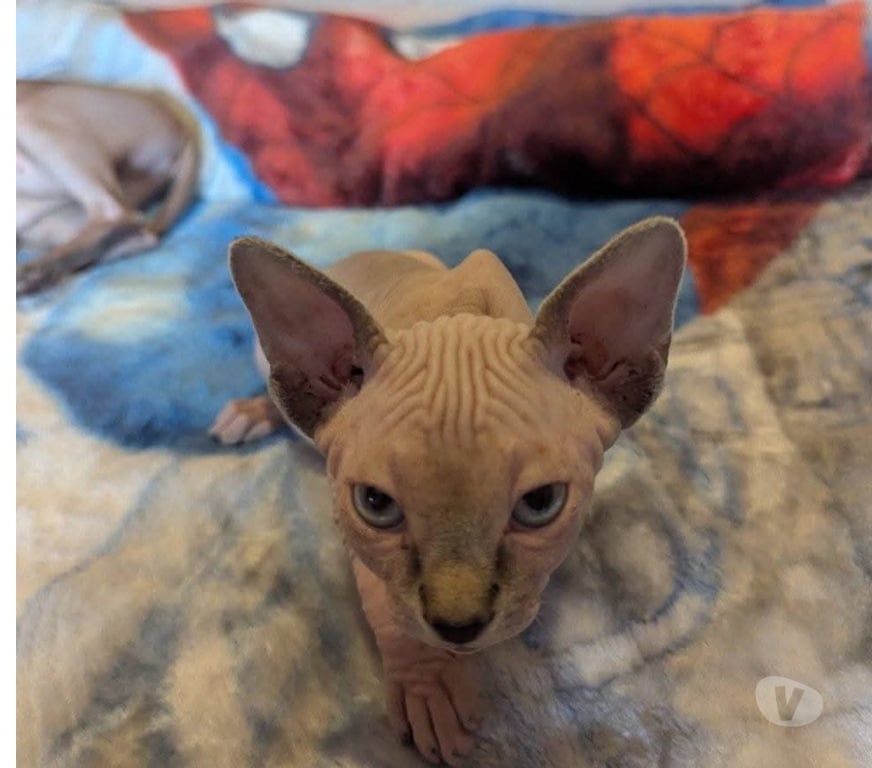 Vente Var La Seyne sur Mer - 83500 - Photos Vivastreet Chatons Sphinx Canadiens.