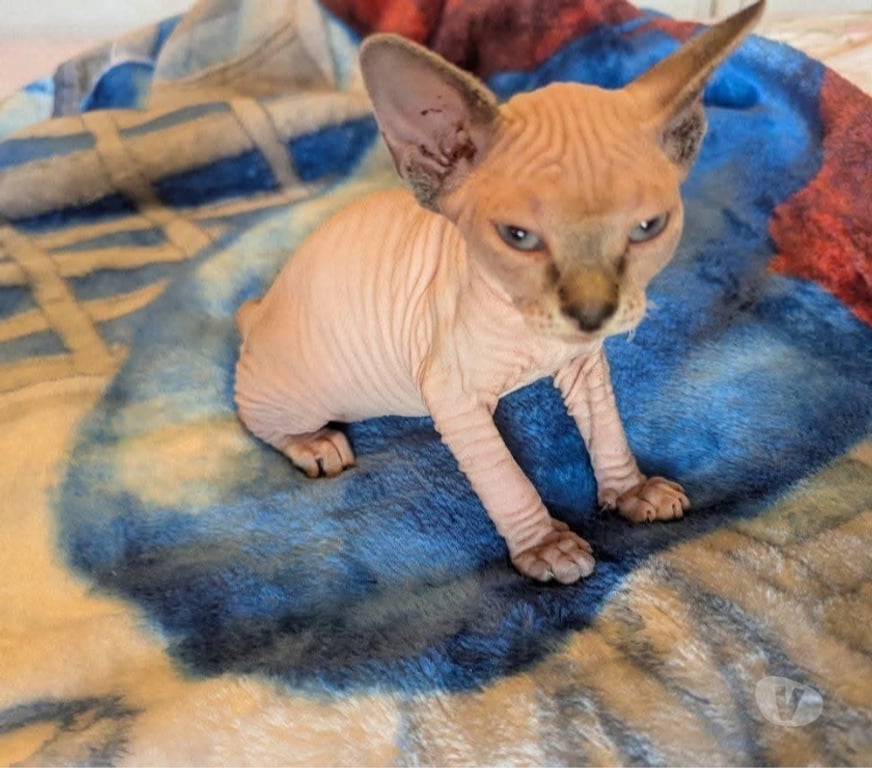 Vente Var La Seyne sur Mer - 83500 - Photos Vivastreet Chatons Sphinx Canadiens.