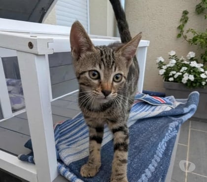 Don animaux Montchenu Drôme - Photos Vivastreet Chat CHAUSSETTE à l adoption