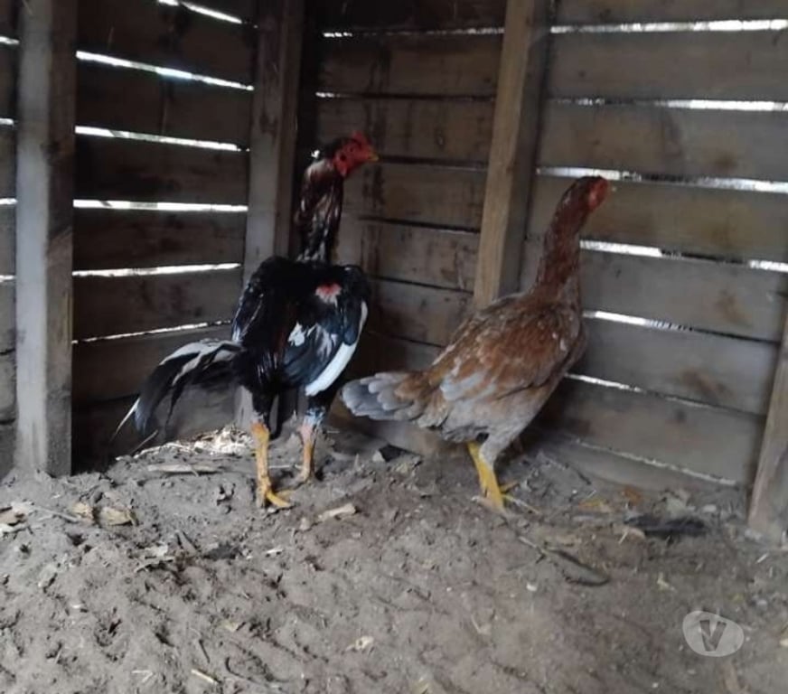 Vente Gironde St Ciers sur Gironde - 33820 - Photos Vivastreet Couple reproducteur pur américain