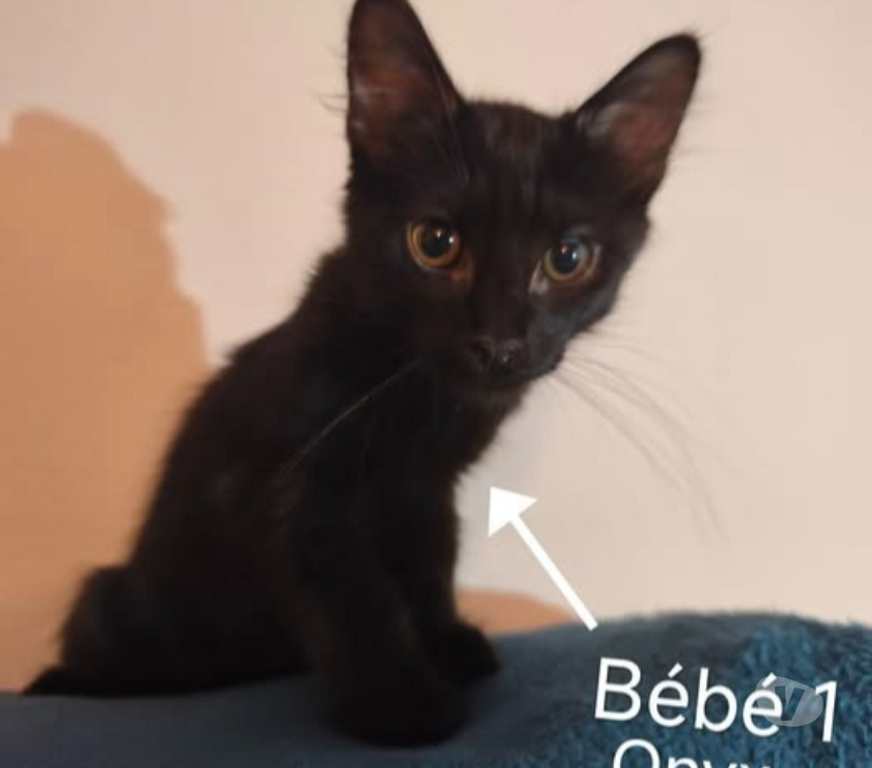Don animaux Vaucluse Jonquieres - 84150 - Photos Vivastreet Chat ONYX à l adoption