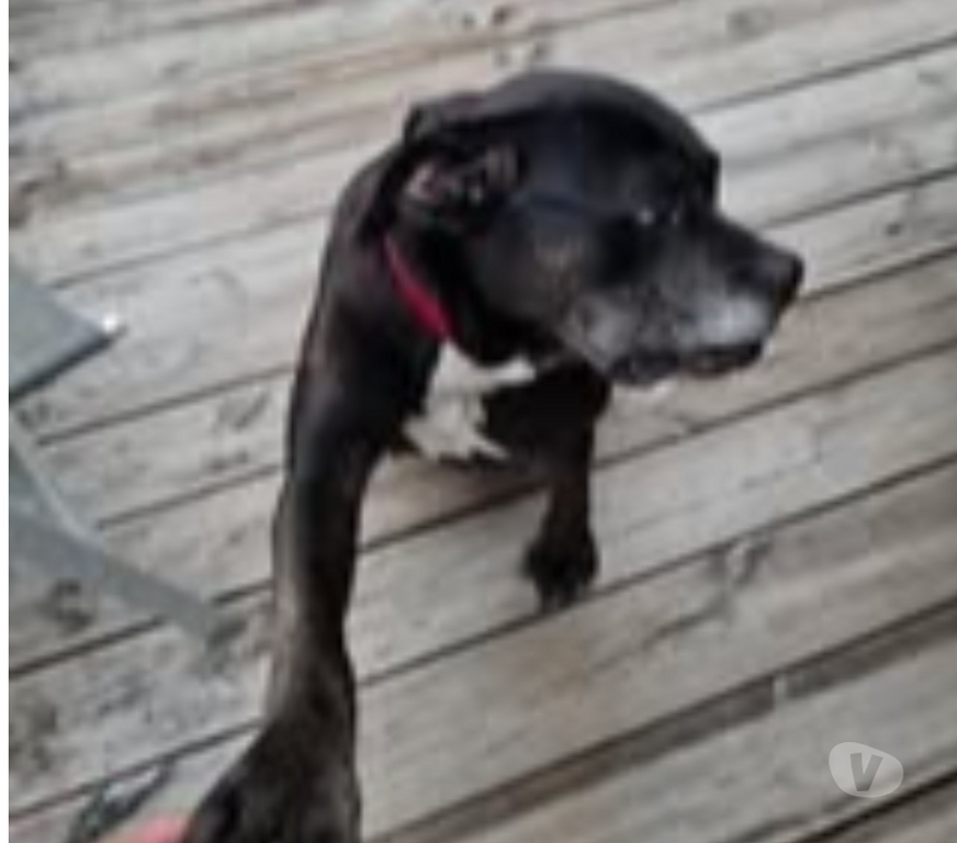 Don animaux Isère Roussillon - 38150 - Photos Vivastreet Chien ROXY à l adoption