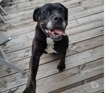 Chien ROXY à l adoption