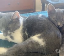 Chat GIPSYetPOE à l adoption