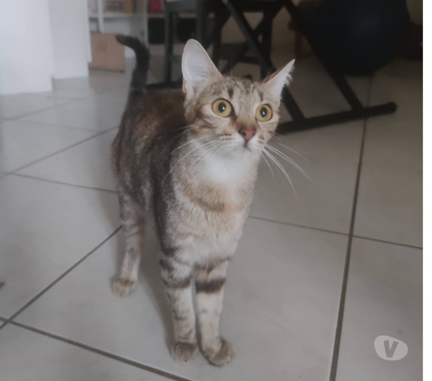 Don animaux Rhône Lyon - Photos Vivastreet SUSHI, minette à adopter