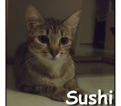 Adoption animaux Lyon Lyon - Photos Vivastreet SUSHI, minette à adopter