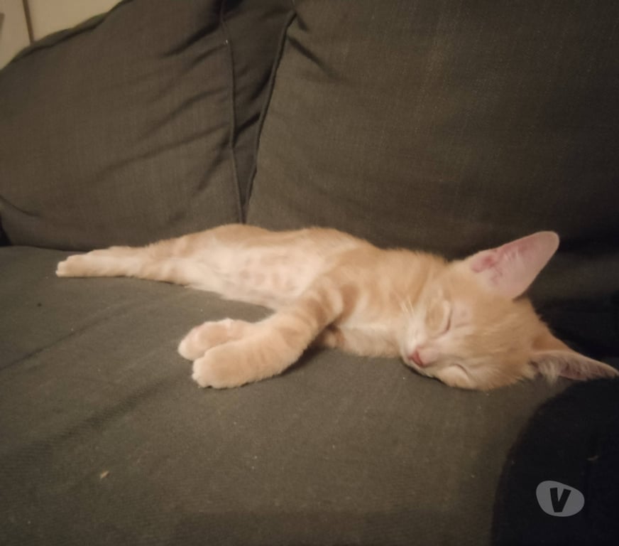 Don animaux Rhône Lyon - Photos Vivastreet ARU, chaton adorable et câlin