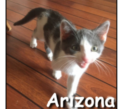 Adoption animaux Lyon Lyon - Photos Vivastreet ARIZONA, chatonne câline et attachante