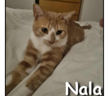 Adoption animaux Lyon Lyon - Photos Vivastreet NALA, minette câline et joueuse