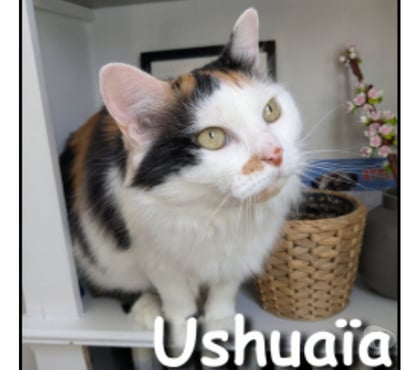 Adoption animaux Lyon Lyon - Photos Vivastreet USHUAIA, minette adorable et affectueuse