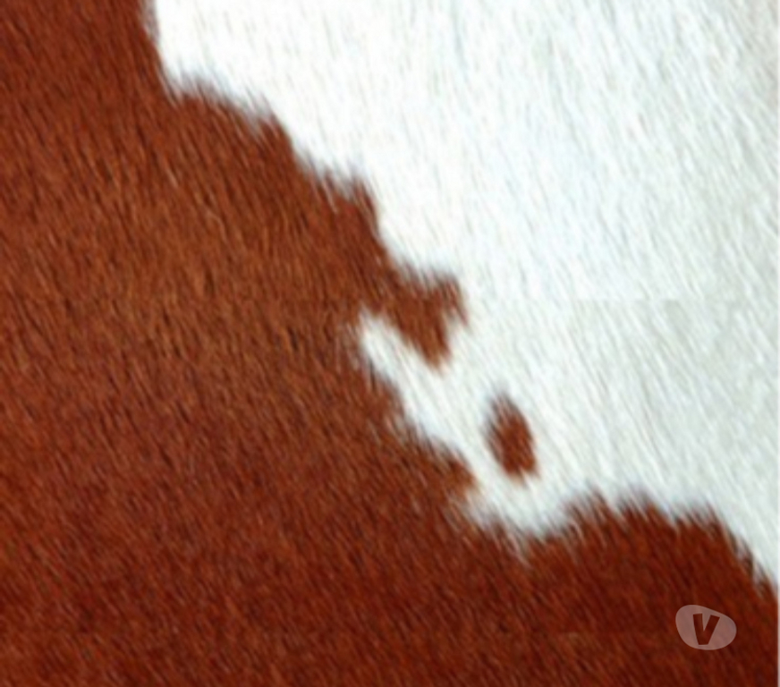 Ameublement & art de la table Ain Bellignat - 01100 - Photos Vivastreet Chaise longue pony fourrure au choix sangles plates