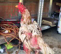 Coq américain 14mois