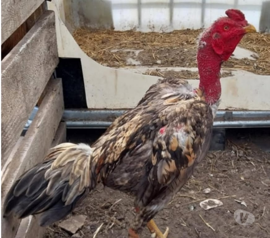 Vente Charente Reignac - 16360 - Photos Vivastreet Coq américain Thaïlande 1ans