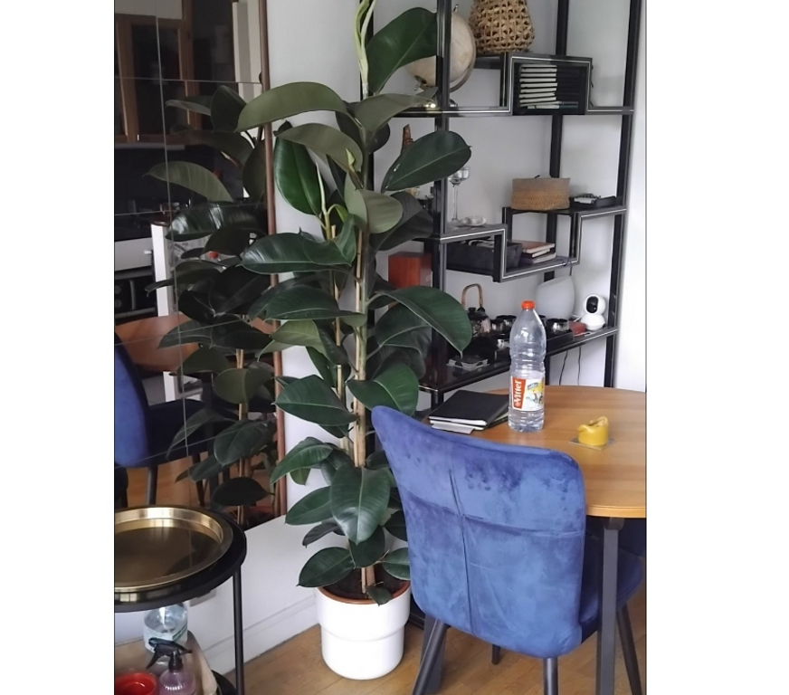  Seine-Saint-Denis Rosny sous Bois - 93110 - Photos Vivastreet Grand Ficus elastica