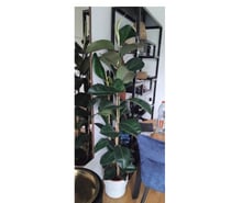 Grand Ficus elastica