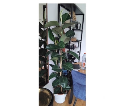  Rosny sous Bois Seine-Saint-Denis - Photos Vivastreet Grand Ficus elastica