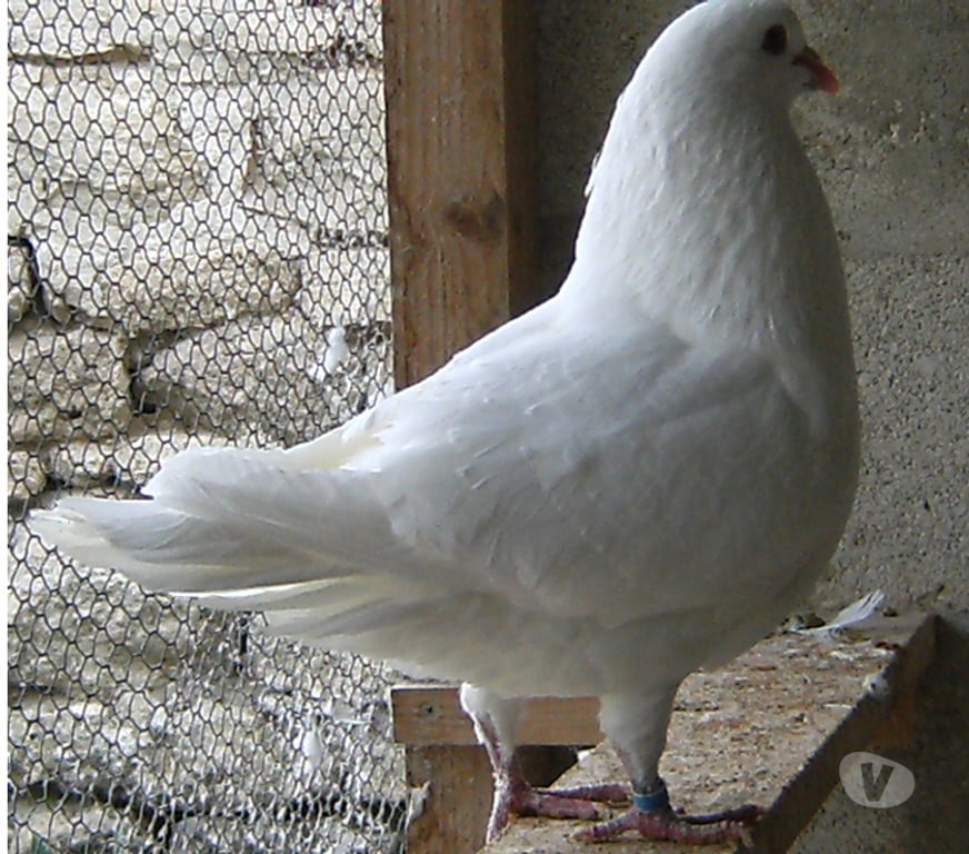 Vente Seine-et-Marne Bagneaux sur Loing - 77167 - Photos Vivastreet Pigeons de chair