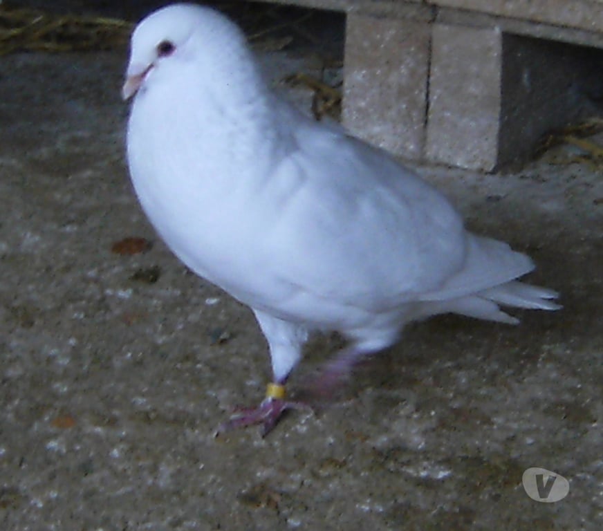 Vente Seine-et-Marne Bagneaux sur Loing - 77167 - Photos Vivastreet Pigeons de chair