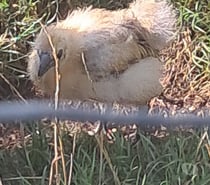 Vends poussin soie