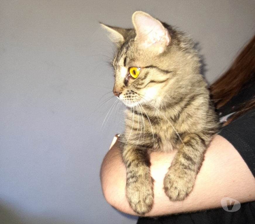 Vente Vendée Bois de Cene - 85710 - Photos Vivastreet Astra chatte femelle