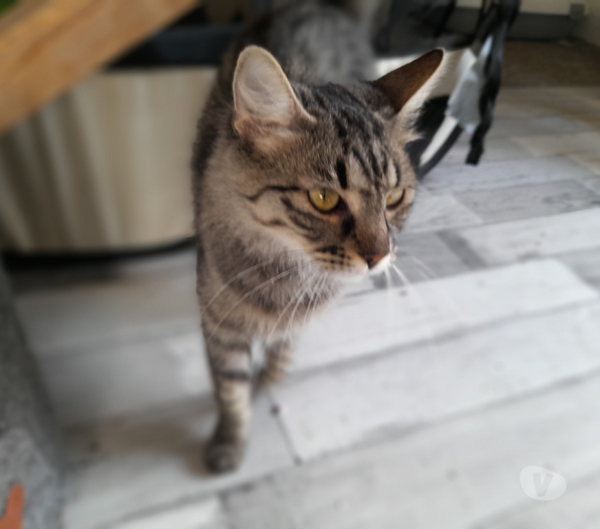 Vente Vendée Bois de Cene - 85710 - Photos Vivastreet Astra chatte femelle