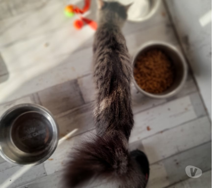 Vente Vendée Bois de Cene - 85710 - Photos Vivastreet Astra chatte femelle