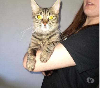 Vente animaux Bois de Cene Vendée - Photos Vivastreet Astra chatte femelle