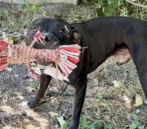 ARISTOTE, chien type staffie 3 ans non lof