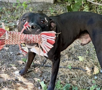 Don animaux Beziers Hérault - Photos Vivastreet ARISTOTE, chien type staffie 3 ans non lof