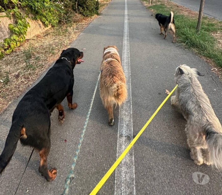 Vente Bouches-du-Rhône Meyreuil - 13590 - Photos Vivastreet Rottweiler mâle de 2 ans LOF (non confirmé) à vendre