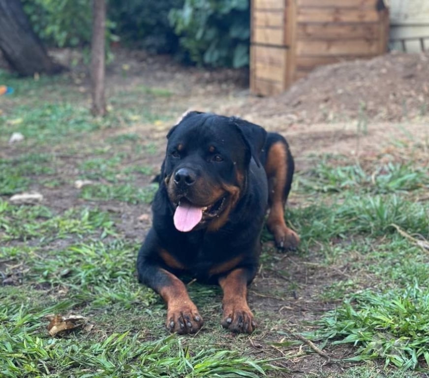 Vente Bouches-du-Rhône Meyreuil - 13590 - Photos Vivastreet Rottweiler mâle de 2 ans LOF (non confirmé) à vendre