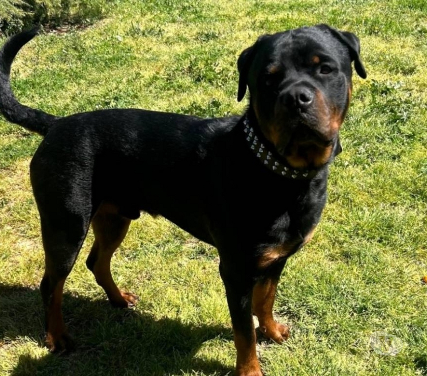 Vente Bouches-du-Rhône Meyreuil - 13590 - Photos Vivastreet Rottweiler mâle de 2 ans LOF (non confirmé) à vendre