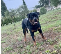 Rottweiler mâle de 2 ans LOF (non confirmé) à vendre