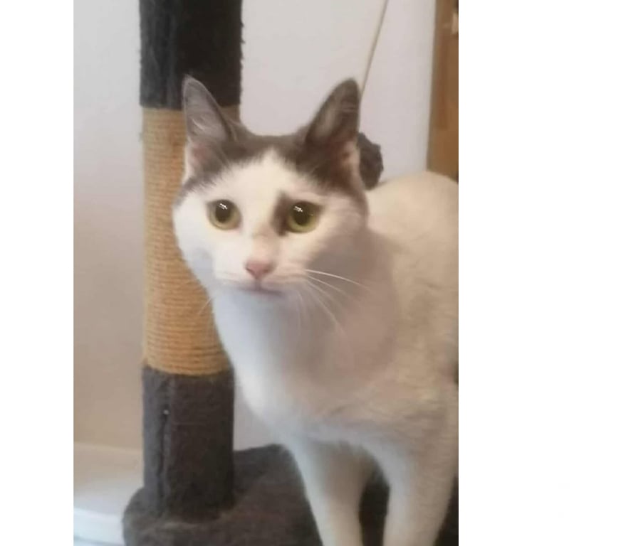Don animaux Aude Carcassonne - Photos Vivastreet Oscar adorable chat 1 an hyper gentil a adopter