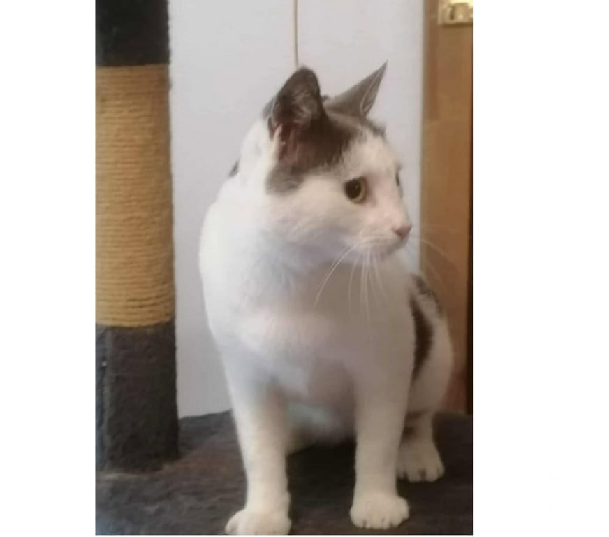 Don animaux Aude Carcassonne - Photos Vivastreet Oscar adorable chat 1 an hyper gentil a adopter
