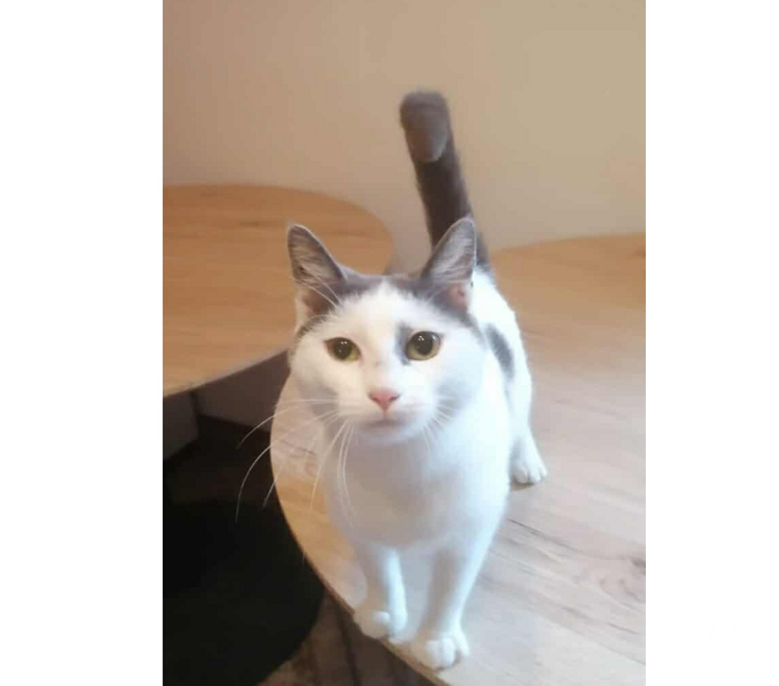 Don animaux Aude Carcassonne - Photos Vivastreet Oscar adorable chat 1 an hyper gentil a adopter