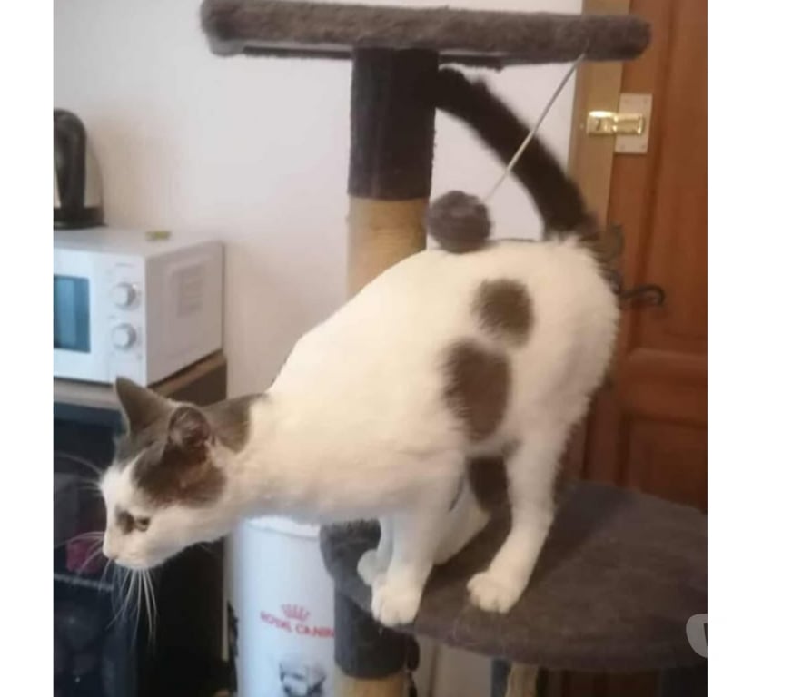 Don animaux Aude Carcassonne - Photos Vivastreet Oscar adorable chat 1 an hyper gentil a adopter