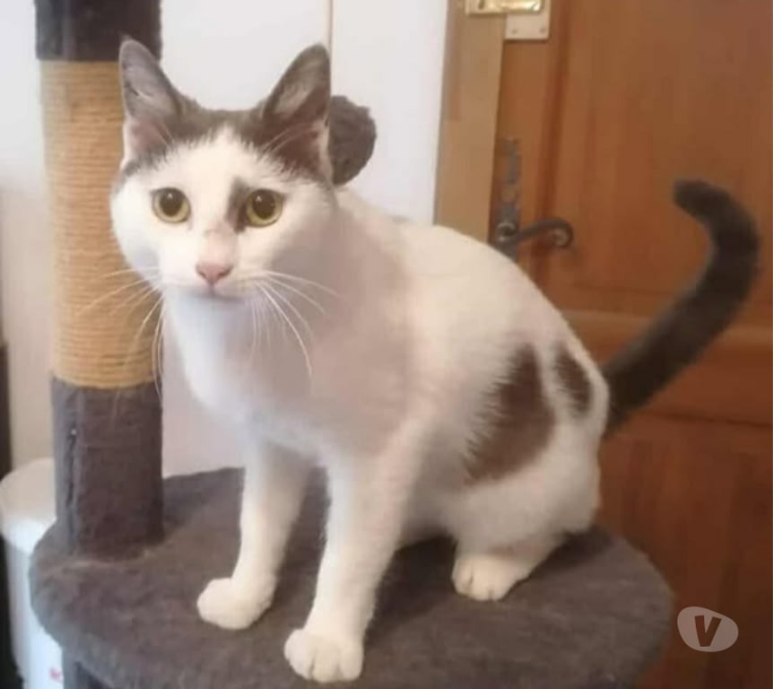 Don animaux Aude Carcassonne - Photos Vivastreet Oscar adorable chat 1 an hyper gentil a adopter