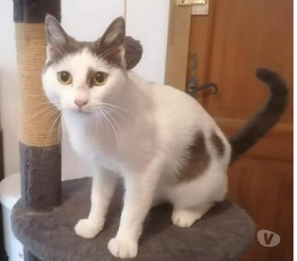 Don animaux Carcassonne Carcassonne - Photos Vivastreet Oscar adorable chat 1 an hyper gentil a adopter