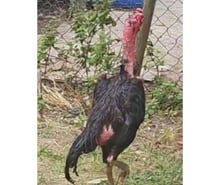 Coq viete réunion