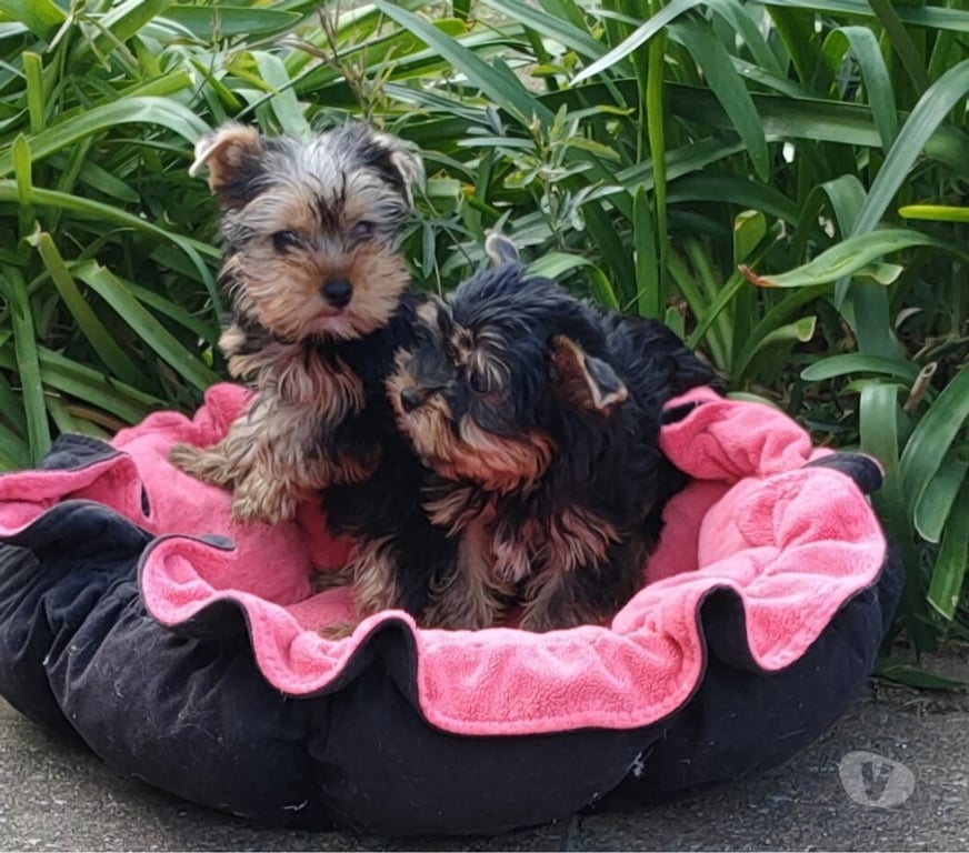 Vente Indre-et-Loire Tours - Photos Vivastreet YORKSHIRE TERRIER