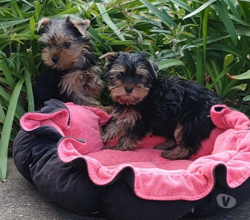 Vente Indre-et-Loire Tours - Photos Vivastreet YORKSHIRE TERRIER