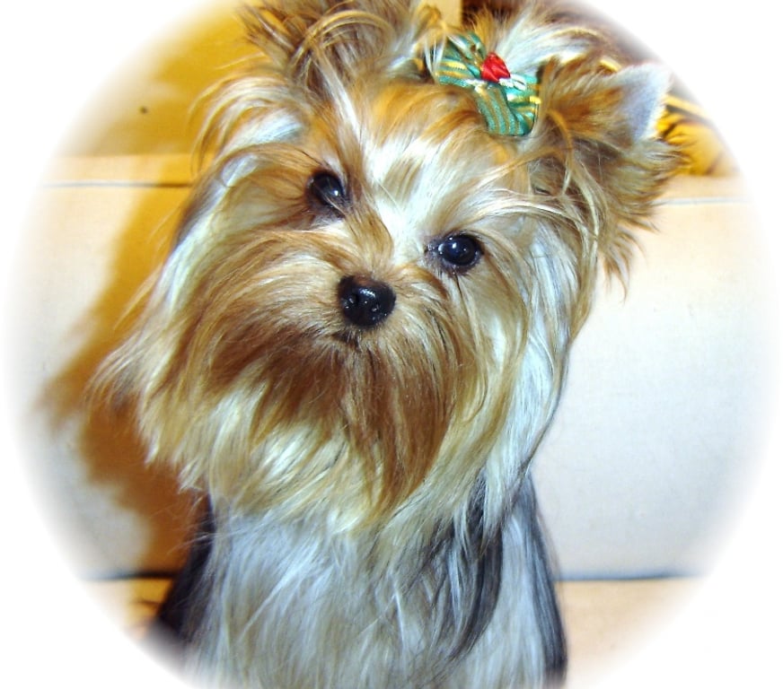 Vente Indre-et-Loire Tours - Photos Vivastreet YORKSHIRE TERRIER