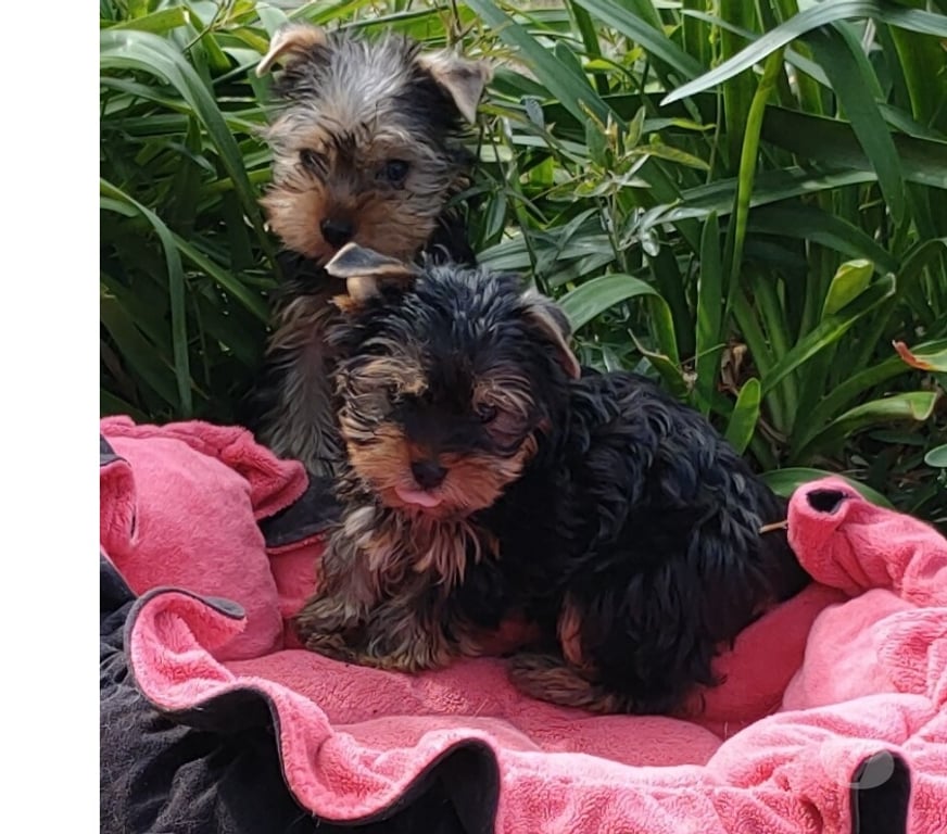 Vente Indre-et-Loire Tours - Photos Vivastreet YORKSHIRE TERRIER