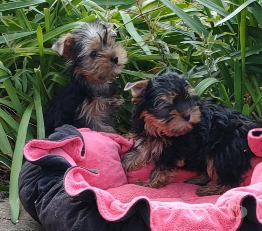 Vente Indre-et-Loire Tours - Photos Vivastreet YORKSHIRE TERRIER