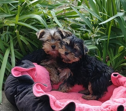 Vente animaux Tours Tours - Photos Vivastreet YORKSHIRE TERRIER