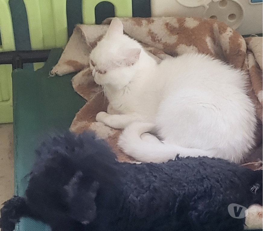 Vente Vienne Luchapt - 86430 - Photos Vivastreet Chatte exotic shorthair blanche